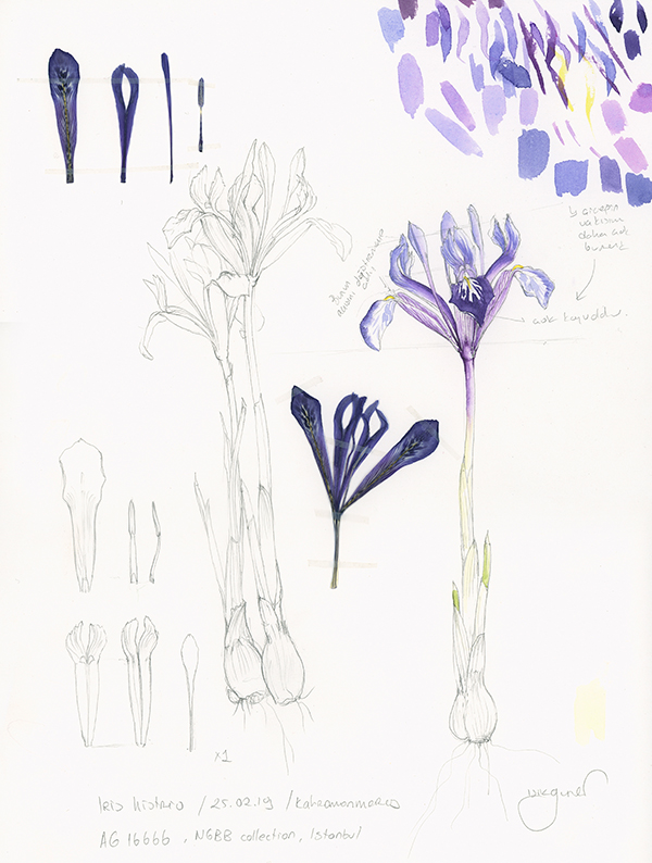 Sketch of Iris histrio